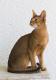 New Zealand Abyssinian Breeders, Grooming, Cat, Kittens, Reviews, Articles