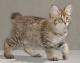 New Zealand American Bobtail Breeders, Grooming, Cat, Kittens, Reviews, Articles