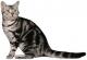 New Zealand American Shorthair Breeders, Grooming, Cat, Kittens, Reviews, Articles