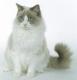 Malaysia Ragdoll  Breeders, Grooming, Cat, Kittens, Reviews, Articles