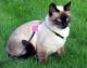 Malaysia Siamese  Breeders, Grooming, Cat, Kittens, Reviews, Articles
