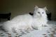 Malaysia Turkish Vankedisi  Breeders, Grooming, Cat, Kittens, Reviews, Articles