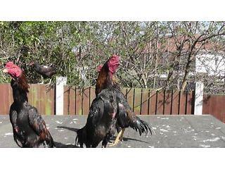 aseel chicken  - London Birds