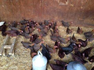 Hens ( POL PULLETS)  - London Birds