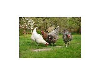 Hens for sale  - London Birds