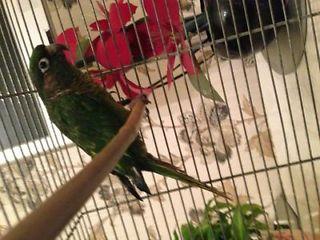 baby parrot QuIcK sAlE  - London Birds