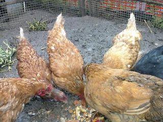 chickens for sale  - London Birds