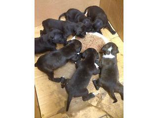 staffy pups  - London Animal, Pet Services