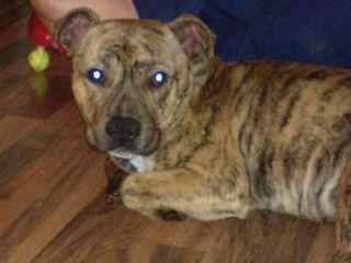 Staffy dog - London Animal, Pet Services