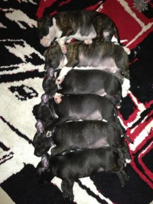 FEMALE STAFFY PUPPIES - Adelaide Dogs, Puppies