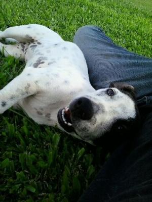 Staffy x Jack russell 1yr old - Adelaide Dogs, Puppies