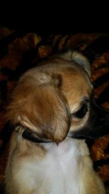 Chihuahua Sweet girl - Adelaide Dogs, Puppies