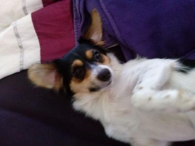 Free to good home - Adelaide Dogs, Puppies