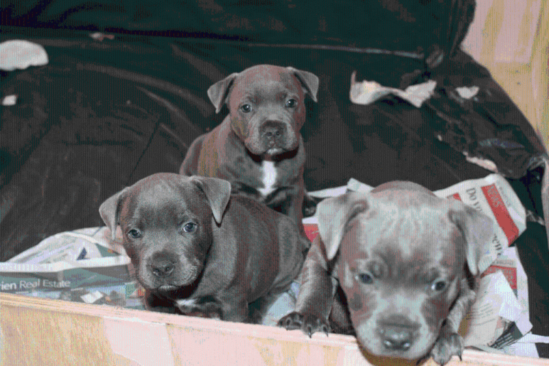Blue English Staffys - Adelaide Dogs, Puppies