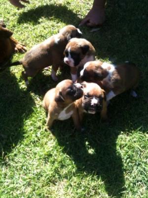 Boxer purebred pups - Adelaide Dogs, Puppies