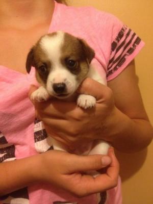 PUREBRED MINI FOXIE PUPS - Adelaide Dogs, Puppies