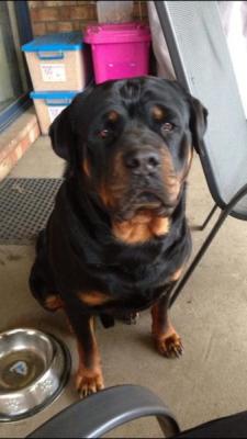 Male Rottweiler needs re-homing - not suitable with children - Adelaide Dogs, Puppies