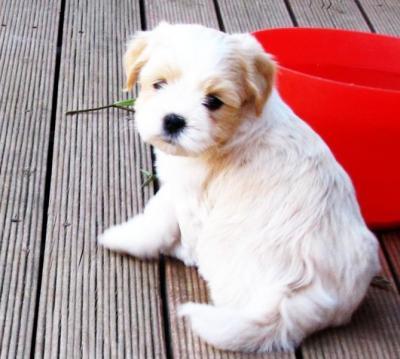 Gorgeous Lhasa Apso PURE BREED 1 boys - Adelaide Dogs, Puppies