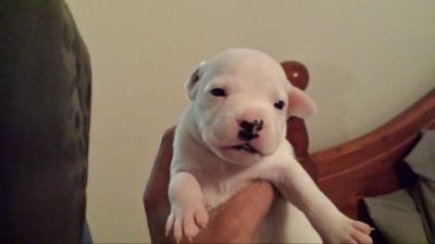 BEAUTIFUL ENGLISH STAFFY PUPPY, MALE 3 WEEKS OLD - Adelaide Dogs, Puppies