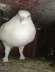 Pairs of pigeon plain white - Mumbai Birds