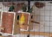 13 Breeder pair love birds - Lahore Birds