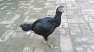 Beautiful black hen asel  - Lahore Birds