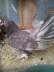 Fancy Pigeons breeder & chicks  - Lahore Birds