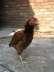 Very beautiful hen  - Lahore Birds