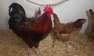 Desi Chickens males  - Lahore Birds
