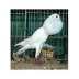 Bruner pouter white  - Karachi Birds