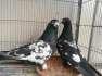 High Quality Pigeons  - Karachi Birds