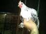 Bantam cochin (IP)  - Karachi Birds
