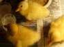 Cute Ducklings (IP)  - Karachi Birds