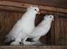 Giant Hungarian Breeder Pair  - Karachi Birds
