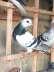 Piegons available  - Karachi Birds