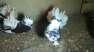 Fancy Laqqa pair available  - Karachi Birds