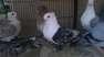 Fancy pigeons satinette  - Karachi Birds