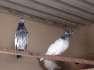 Flying pigeons breeder  - Karachi Birds