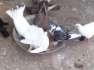 Fancy pigeons  - Karachi Birds