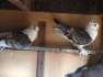 Satinet pigeons available  - Karachi Birds