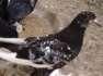 Fancy pigeons available  - Karachi Birds