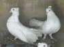 White pigeons couple  - Karachi Birds