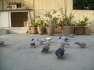 Pigeonssss for saleee  - Karachi Birds