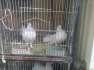 Laka pigeon breeding pair  - Karachi Birds
