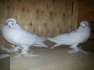 White Hungarian pigeon breedr  - Karachi Birds