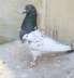 Best Rampuri birds  - Karachi Birds
