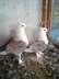 Pigeon (Satinette)  - Karachi Birds