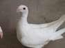 German beauty pigeon white  - Karachi Birds