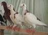 Santenate and creambar pigeons  - Karachi Birds