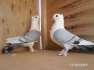Satinette pigeon breeder pair  - Karachi Birds